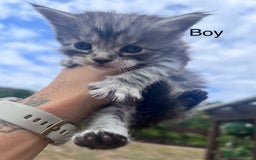 Maine Coon cats for sale: 🔥🔥Maine Coon 🔥🔥kittens  - Image 2