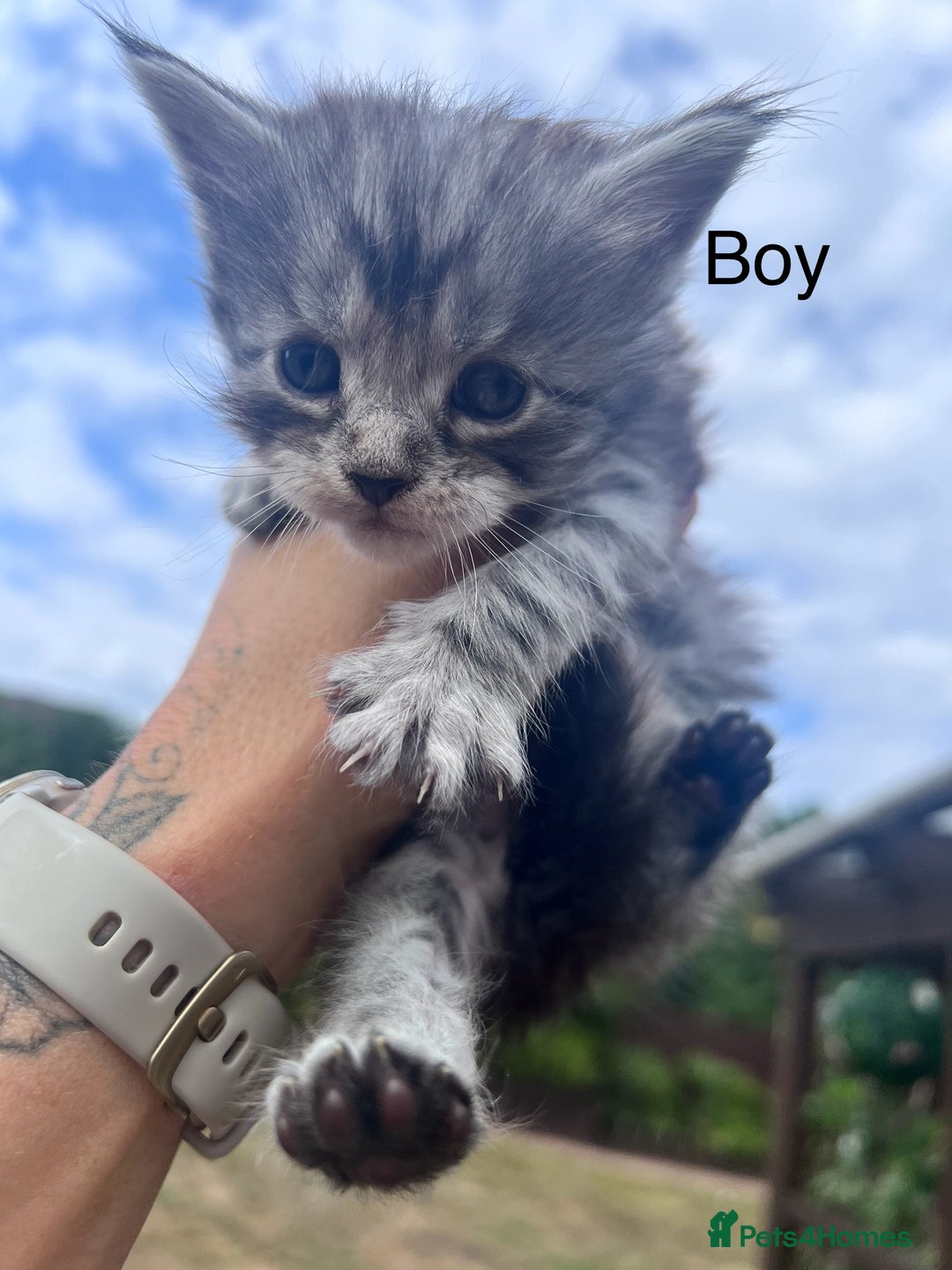 Maine Coon cats for sale: 🔥🔥Maine Coon 🔥🔥kittens  - Image 2