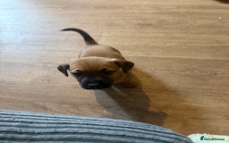 Mixed Breed dogs for sale: Rottweiler cross saluki puppies  - Image 11