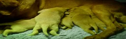 Labrador Retriever dogs for sale: Top Deep Red Quality Labrador JC Puppies KC Reg  - Advert 9