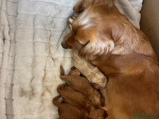 Cocker Spaniel dogs KC registered working spaniels Puppies-Cornwall - Advert 9