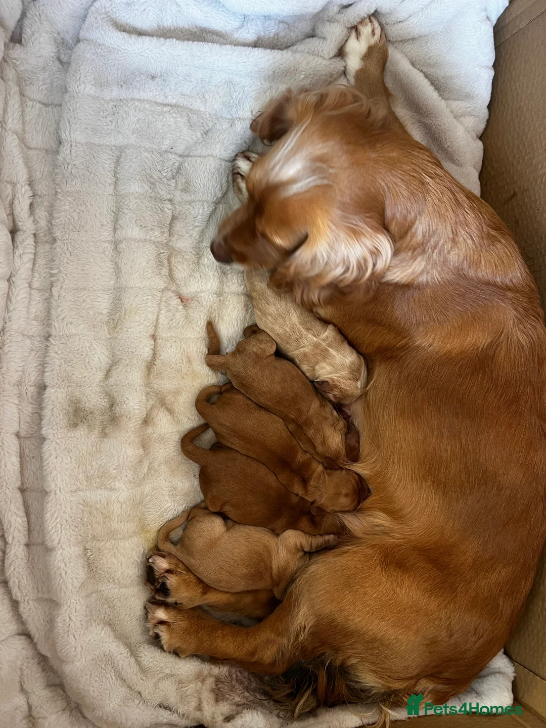 Cocker Spaniel dogs for sale: KC registered working spaniels Puppies-Cornwall  - Advert 1