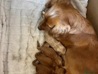 Cocker Spaniel dogs KC registered working spaniels Puppies-Cornwall - Advert 8