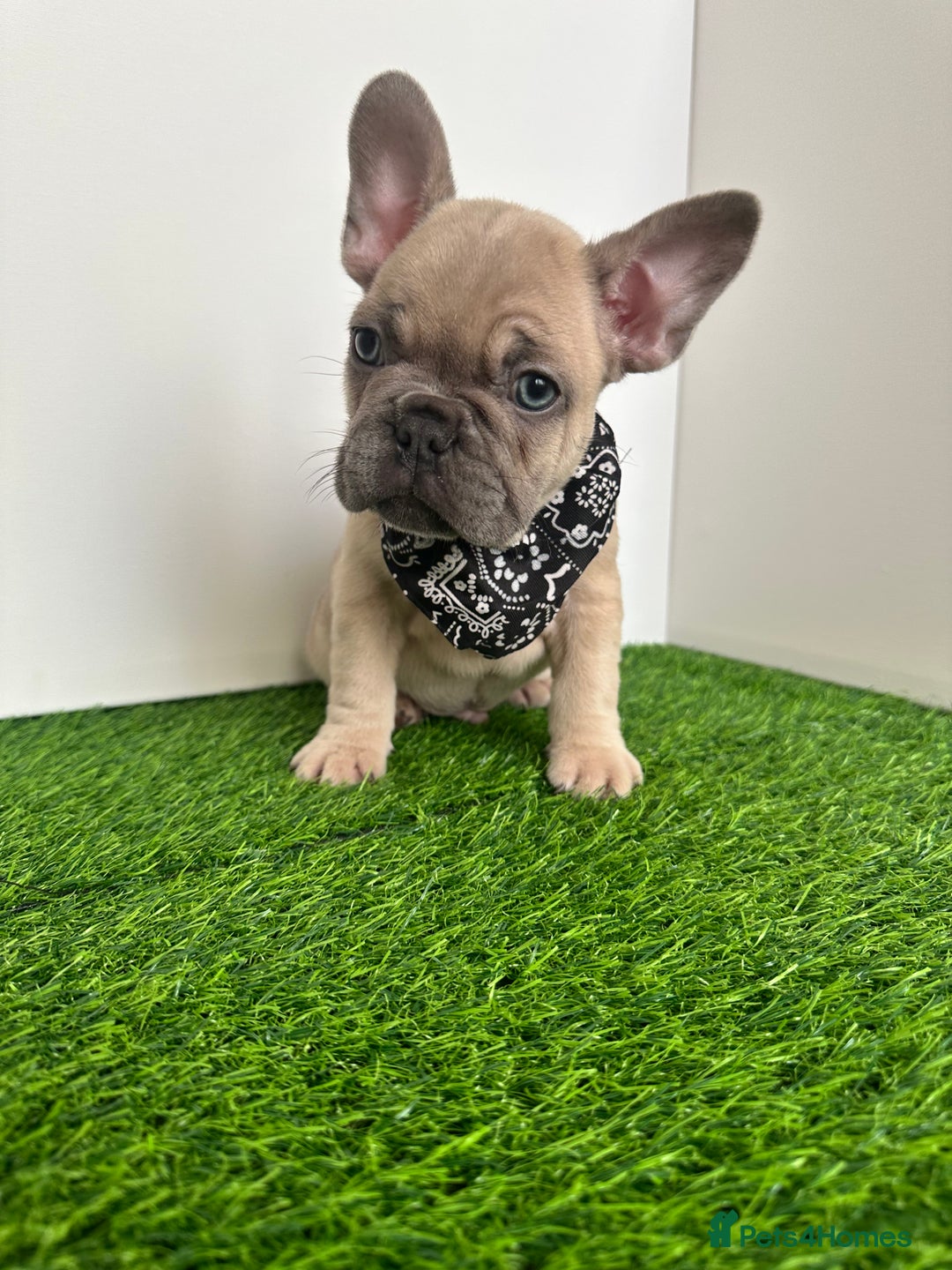 French Bulldog dogs for sale: 5 French bulldog puppy’s  - Image 15
