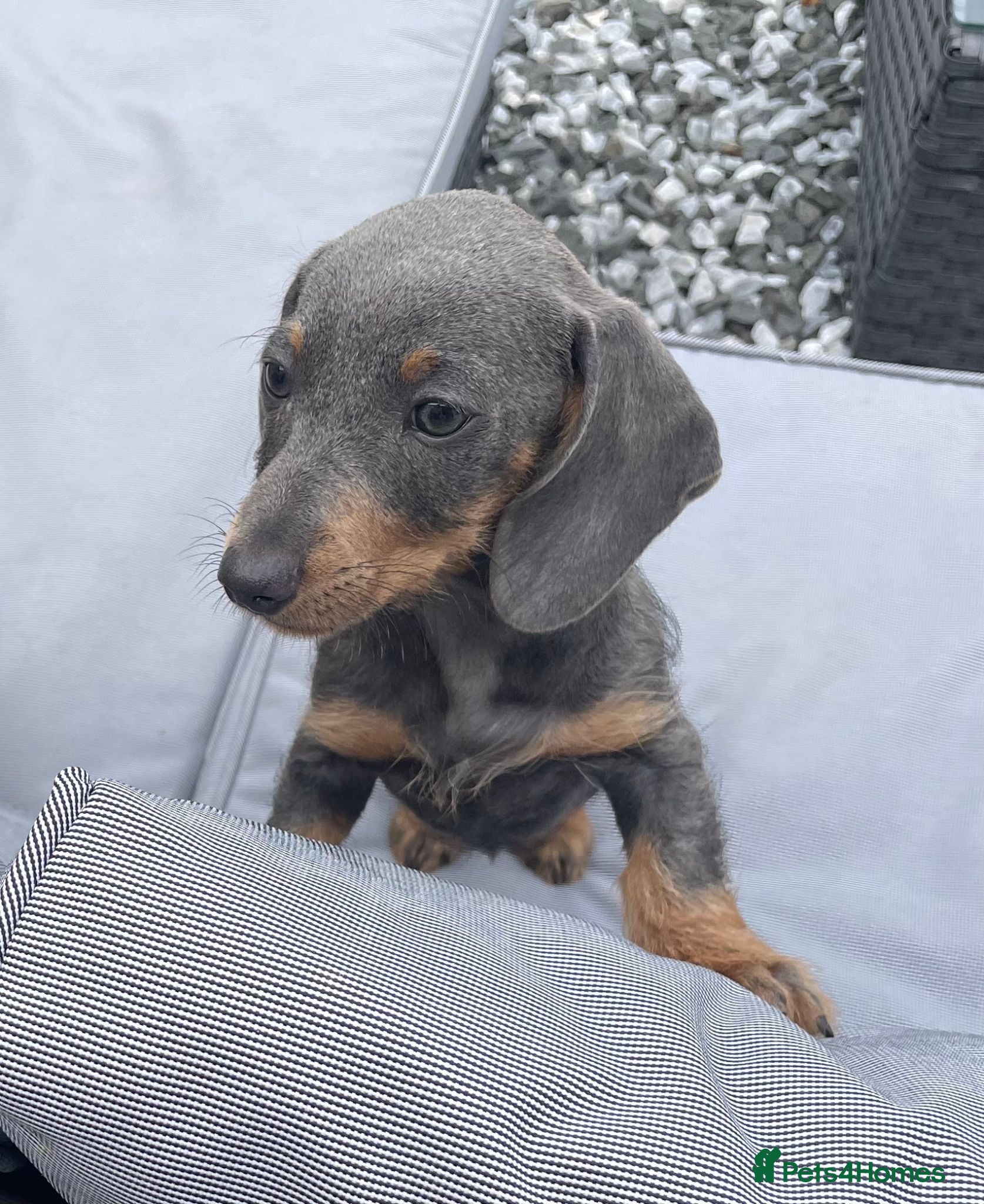 Dachshund dogs Beautiful Miniature Dachshund Puppies - Advert 2