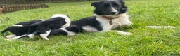 Border Collie dogs for sale: Beautiful Border Collies - Advert 14