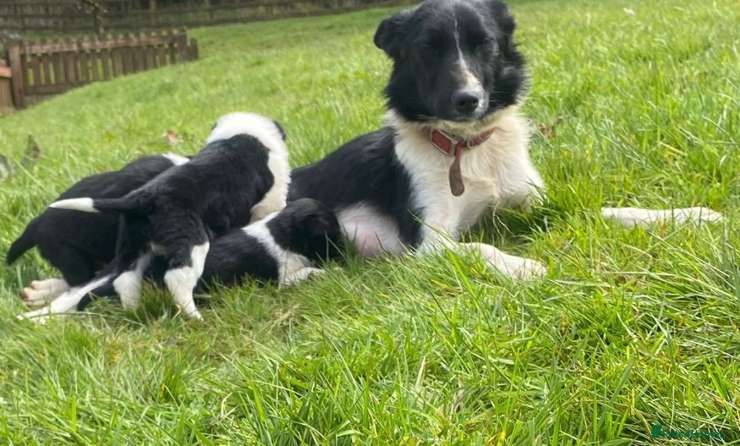 Border Collie dogs for sale: Beautiful Border Collies - Advert 14