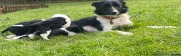 Border Collie dogs for sale: Beautiful Border Collies - Advert 3