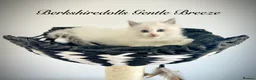 Ragdoll cats for sale: Gorgeous kittens with true ragdoll character - Advert 2