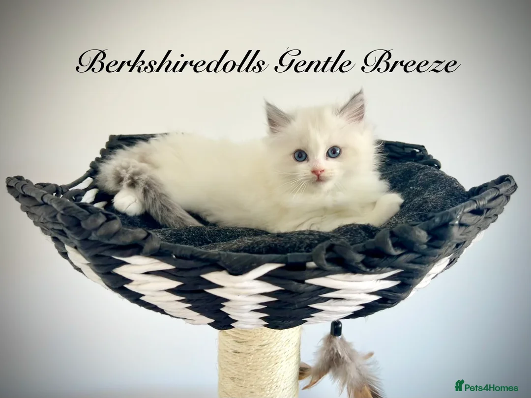 Ragdoll cats for sale: Gorgeous kittens with true ragdoll character - Advert 2