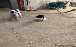 Mixed Breed dogs for sale: Bolonoodle Princess  - Image 3