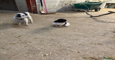 Mixed Breed dogs - Advert 14