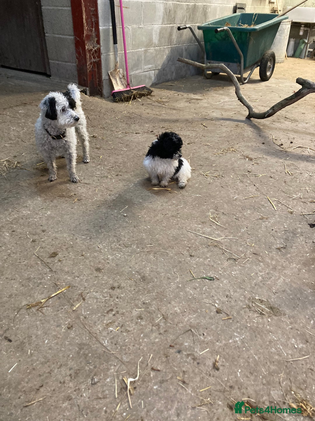 Mixed Breed dogs for sale: Bolonoodle Princess  - Image 3