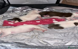 Mixed Breed dogs for sale: 4 beautiful American bully cross staffy puppies - Image 8