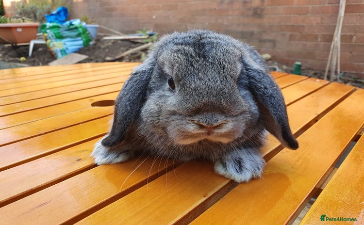 Mini Lop rabbits - Advert 17