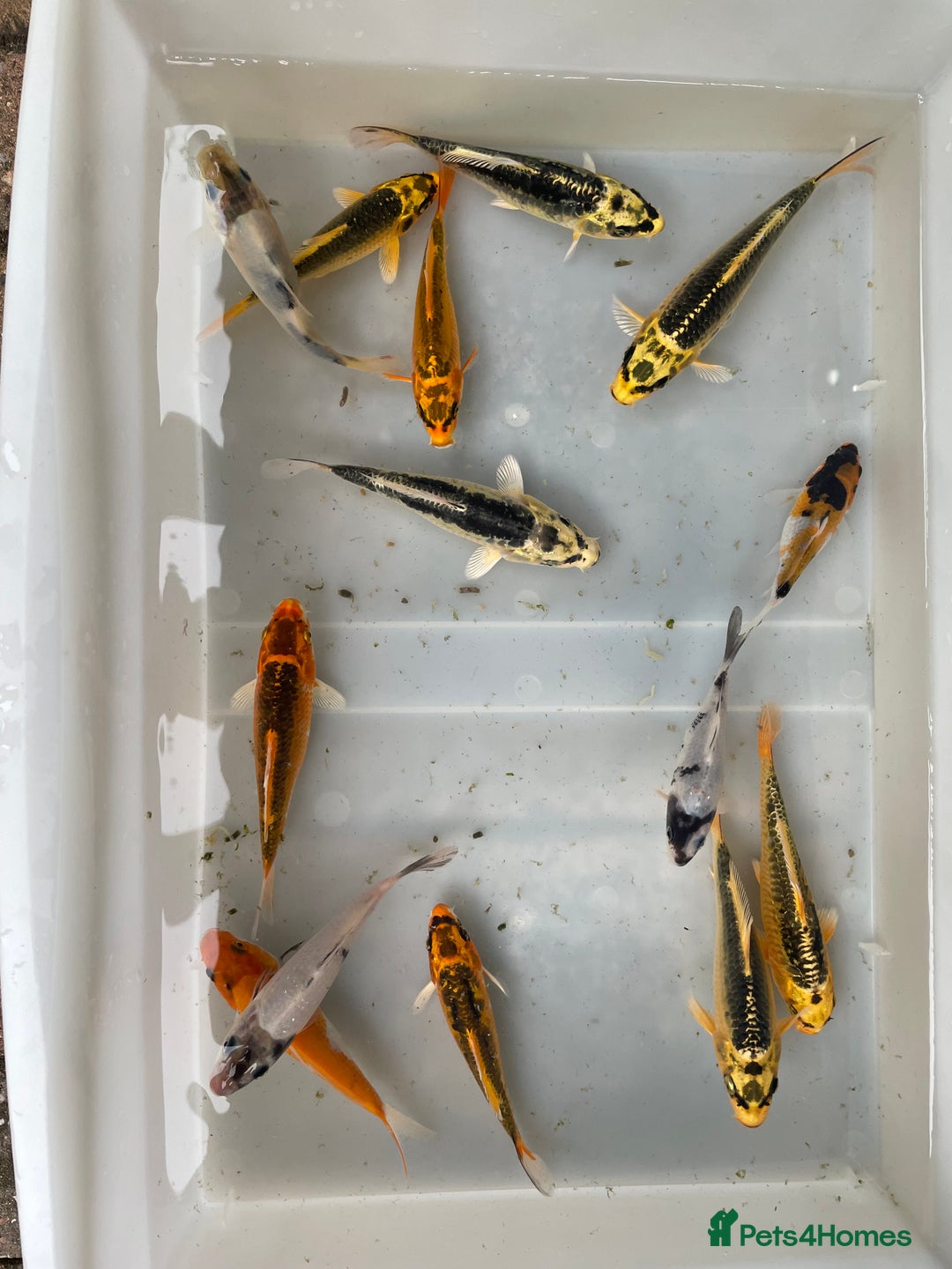 Koi Carp fish for sale: 💥QUALITY KOI CARP COLOURFUL NICE SELECTION💥 - Image 13