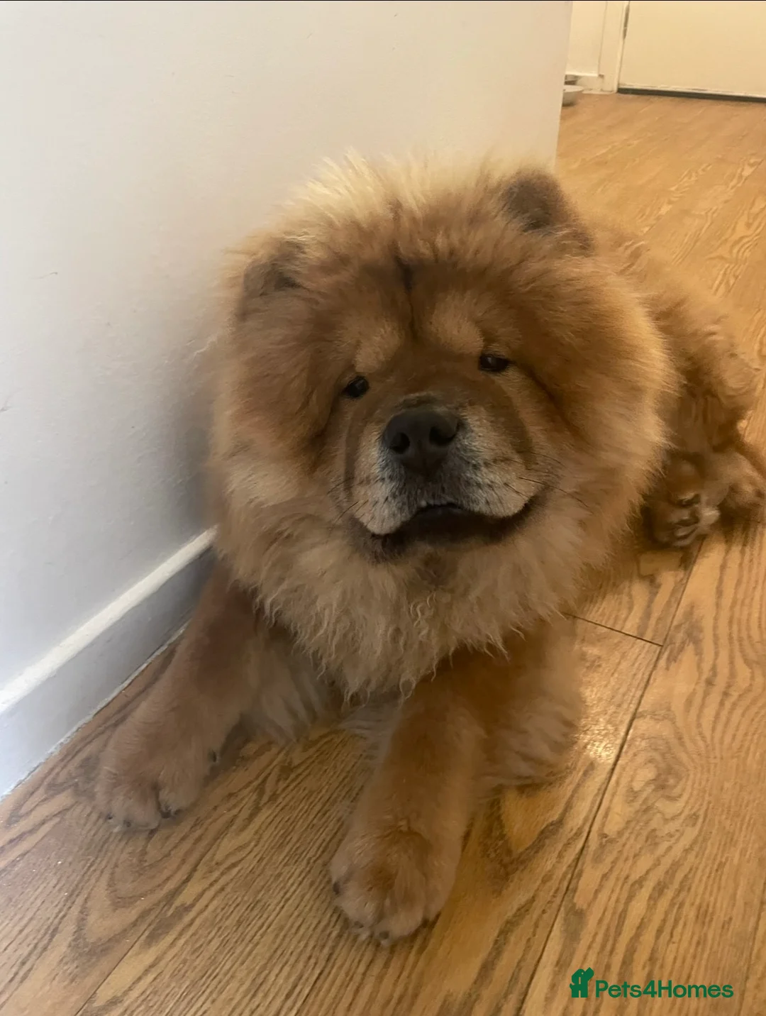 Chow Chow dogs for stud: Chow Chow STUD in Erith - Advert 2