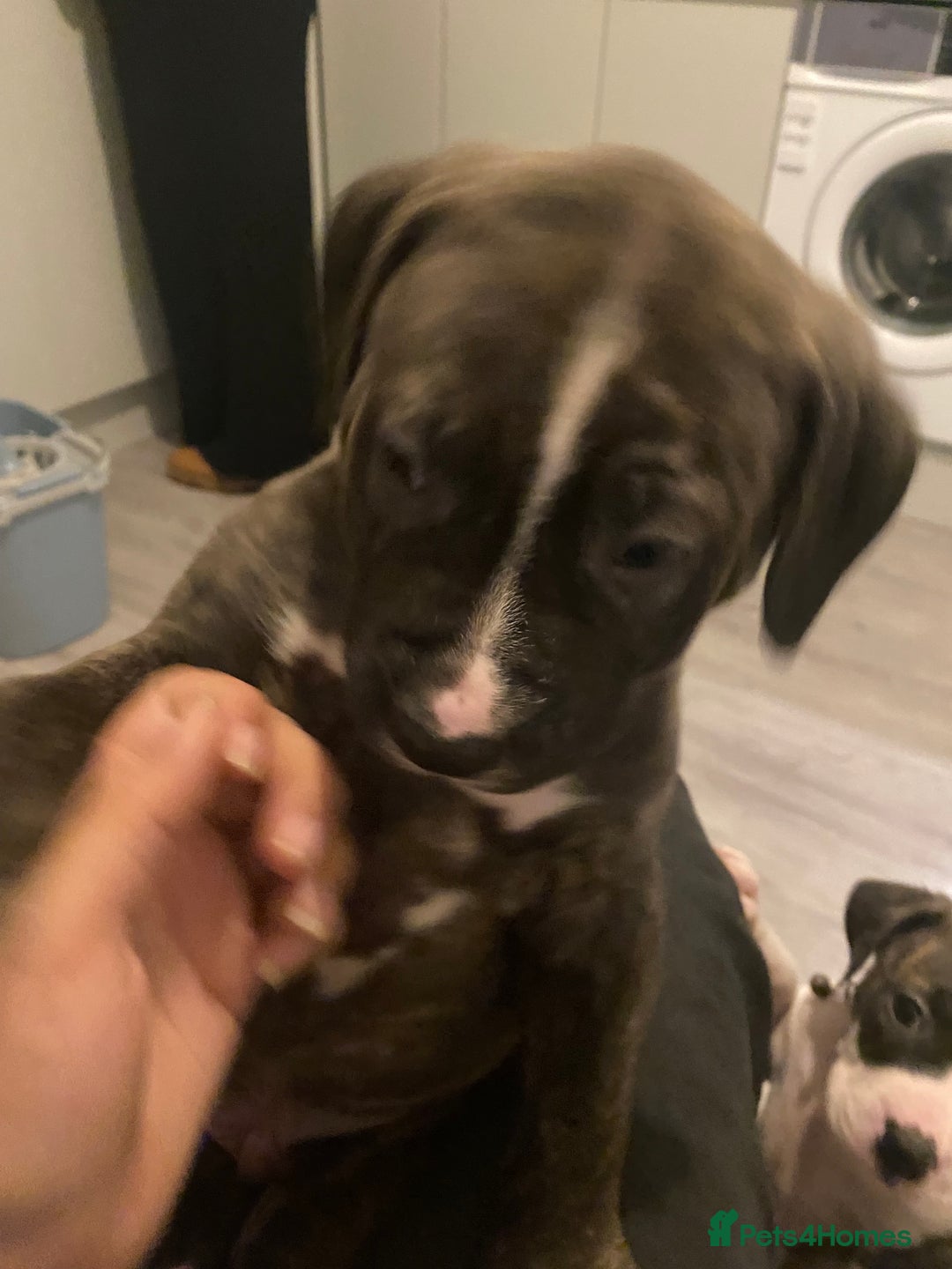 Mixed Breed dogs for sale: Scott American Bulldog Cross  - Advert 9