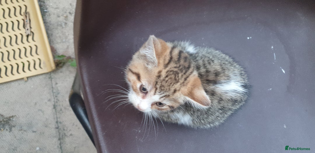 British Shorthair cats for sale: half british short hair & domestic short hair - Image 15