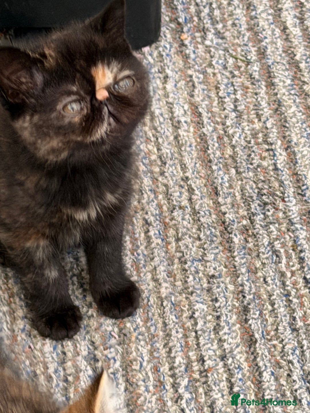 Exotic cats for sale: Beautiful two GCCF registered tortie girls  - Advert 4