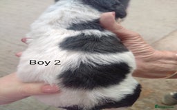 Mixed Breed dogs for sale: Gorgeous jack-chons - Image 9