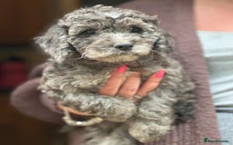 Cockapoo dogs for sale: F2 Cockapoo puppies for sale  - Image 4