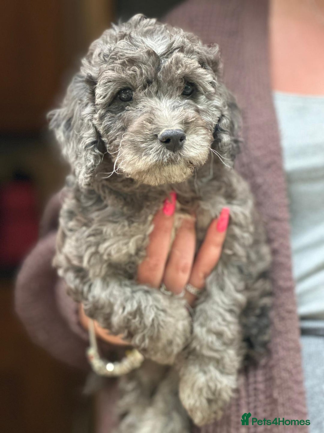 Cockapoo dogs for sale: F2 Cockapoo puppies for sale  - Image 4
