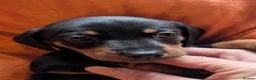 Dachshund dogs for sale: Dappled/Merl Dachshund puppies  - Advert 26