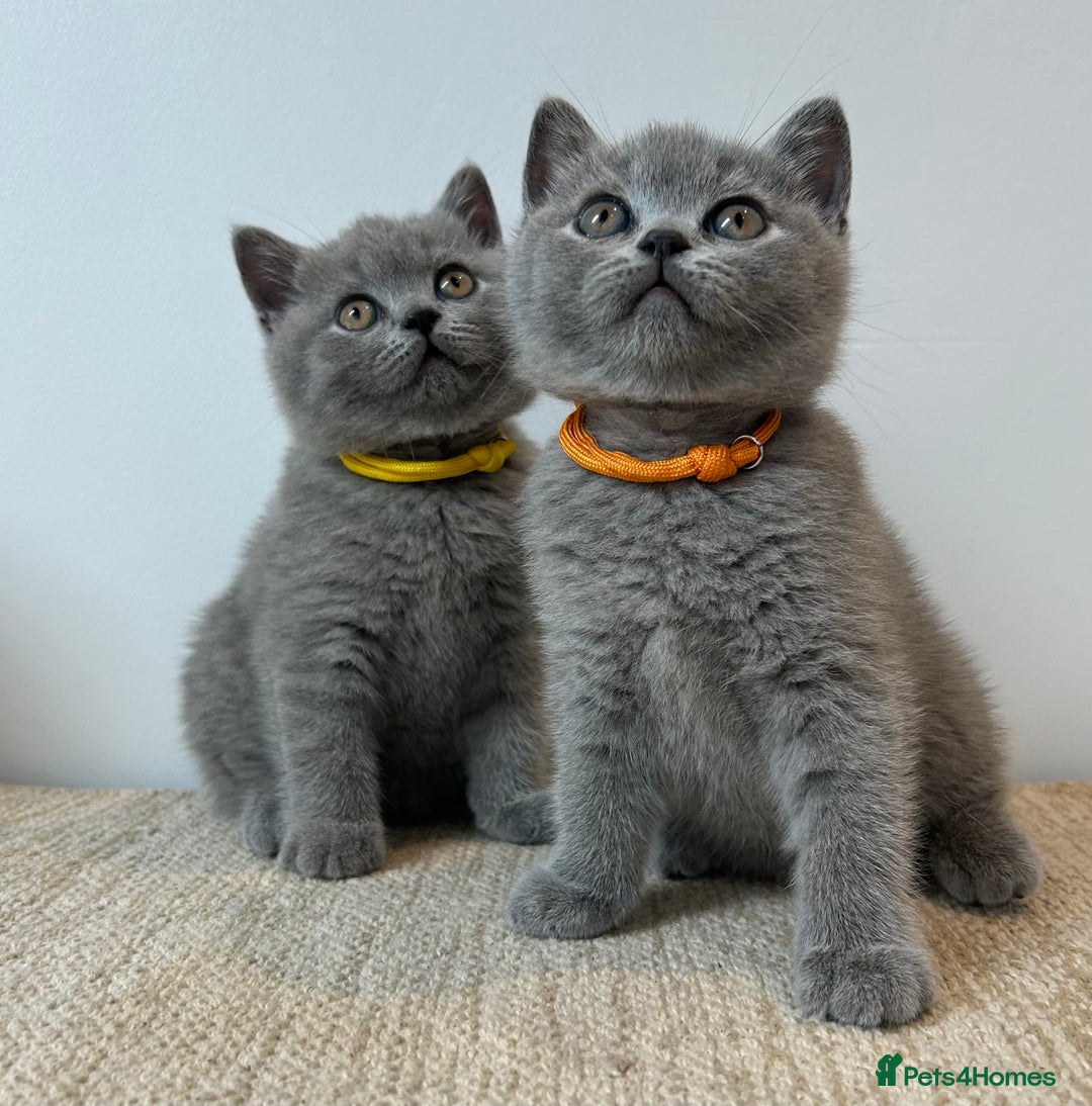 British Shorthair cats for sale: Charming GCCF British Shorthair Kittens 🐈‍⬛  - Image 7