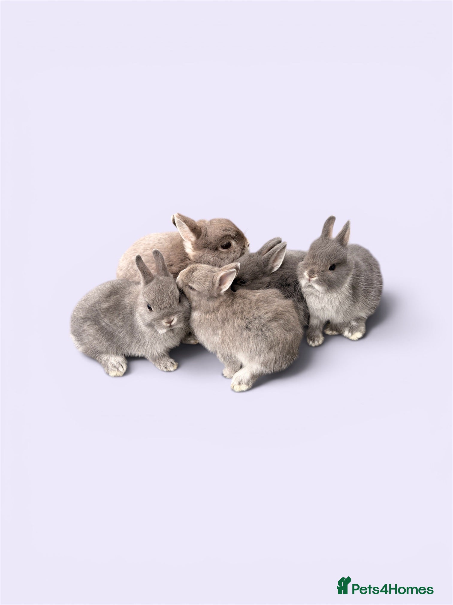 Netherland Dwarf rabbits STUNNING TAME PUREBRED NETHERLAND DWARFS - Advert 2