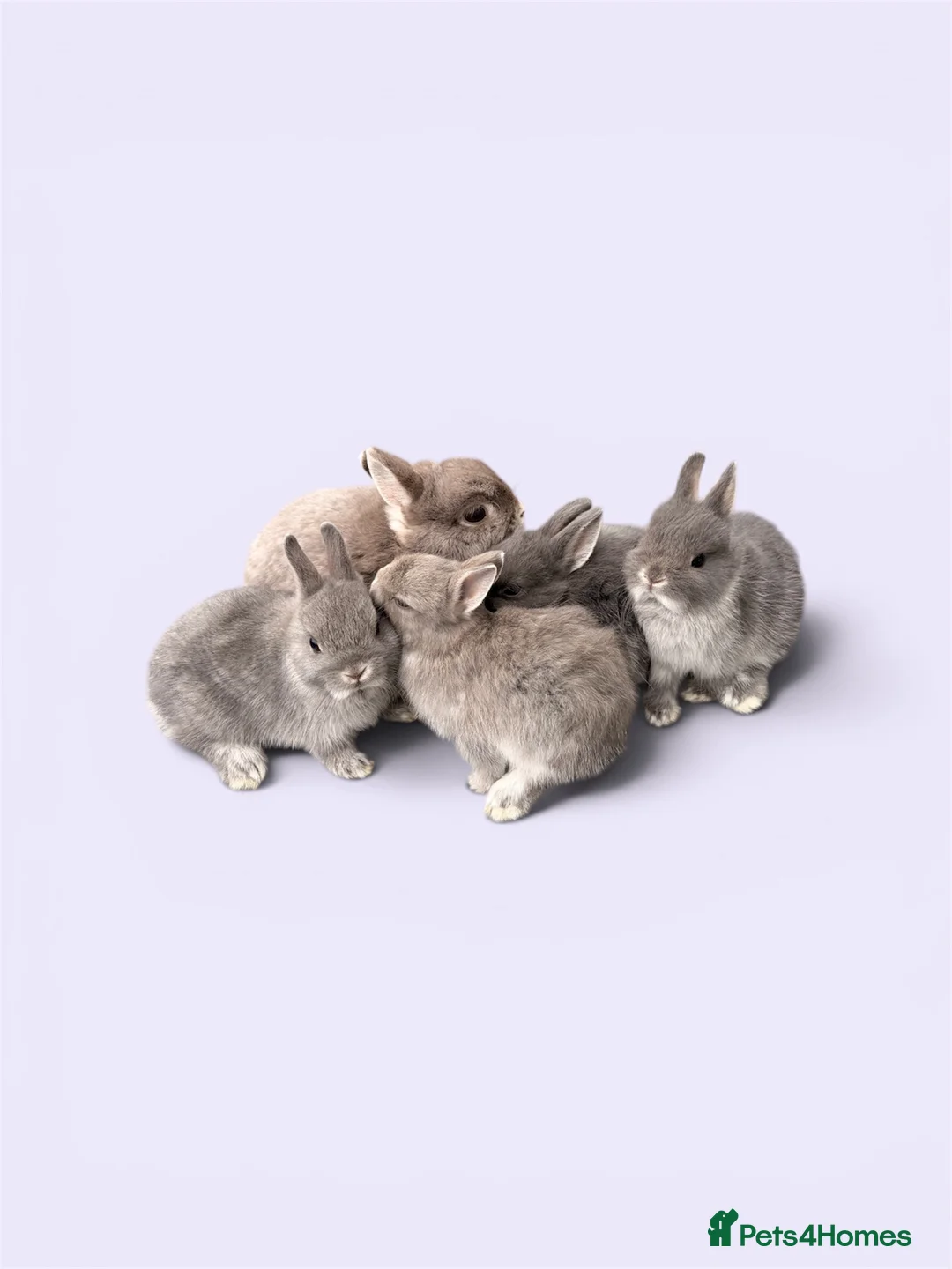 Netherland Dwarf rabbits for sale: STUNNING TAME PUREBRED NETHERLAND DWARFS - Advert 2