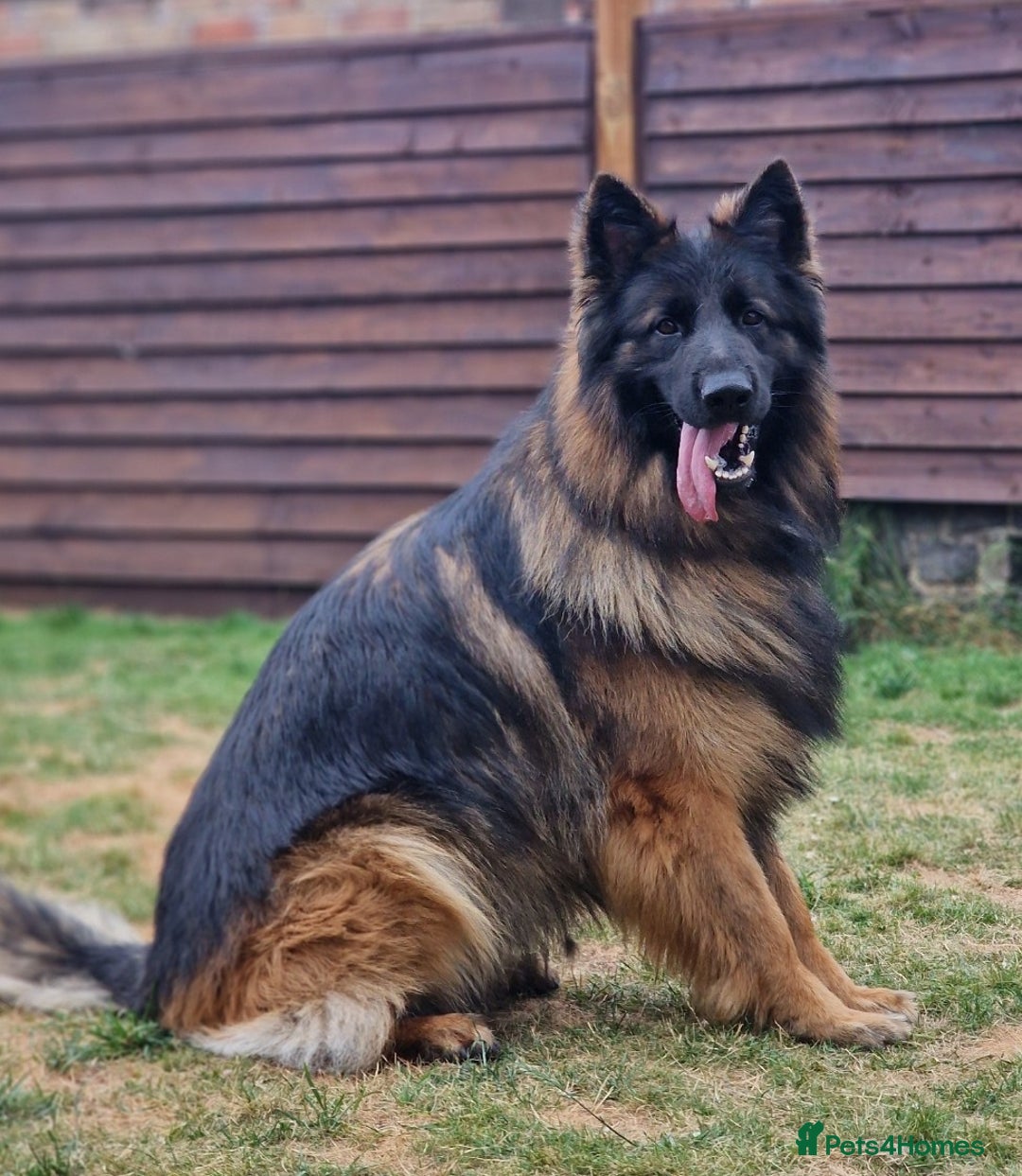 German Shepherd dogs for sale: German shepherd puppies KC register  - Image 8