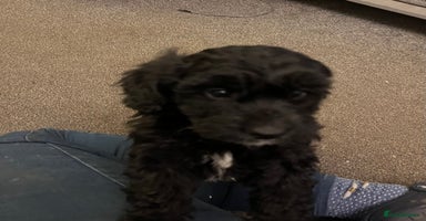 Bordoodle dogs BORDOODLE puppies DNA screened  - Advert 8