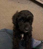 Bordoodle dogs BORDOODLE puppies DNA screened - Advert 8