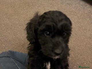 Bordoodle dogs BORDOODLE puppies DNA screened - Advert 18