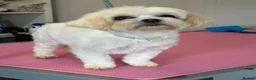 Maltese dogs for sale: Maltese Girl  - Advert 2