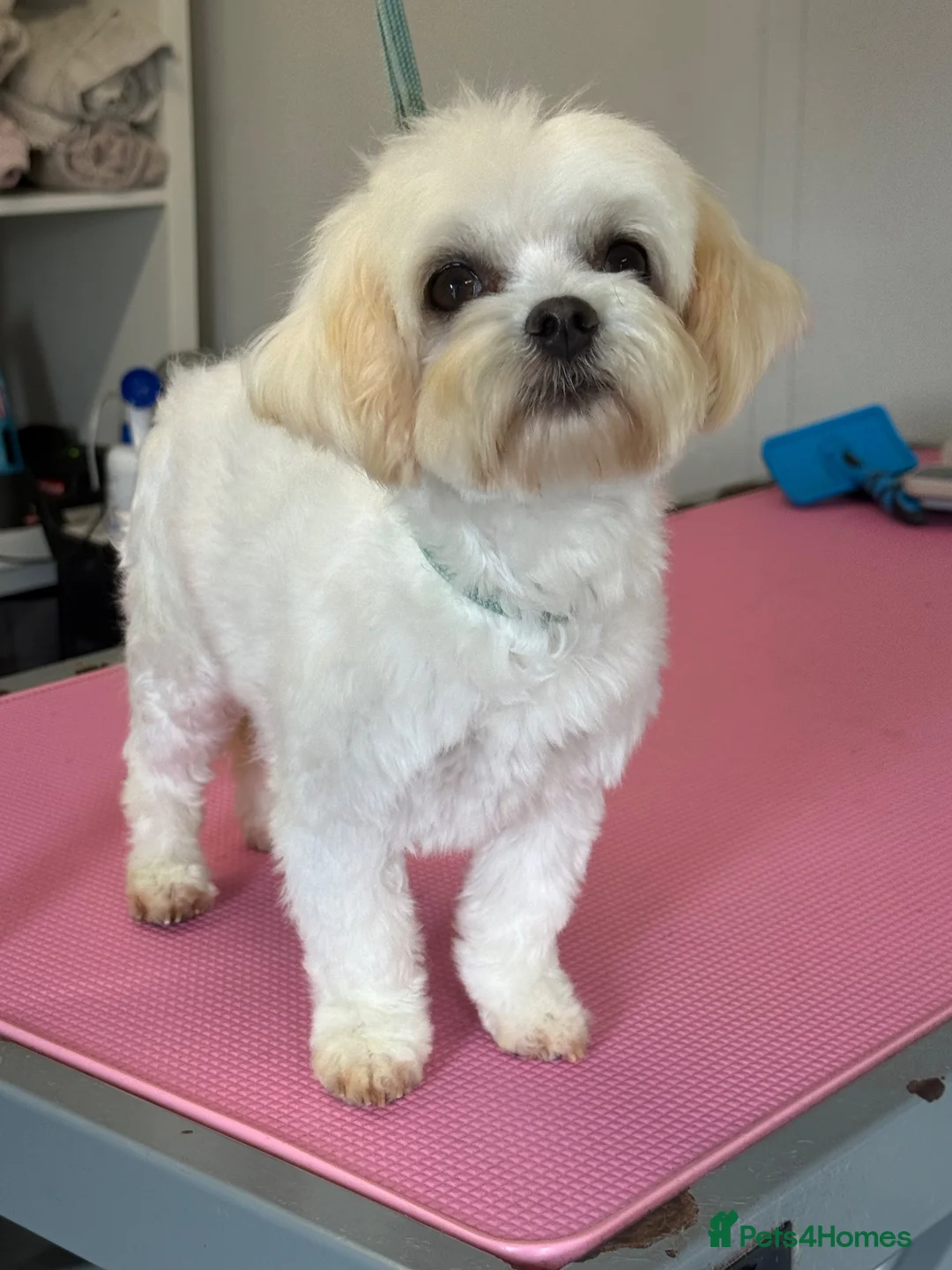 Maltese dogs for sale: Maltese Girl  - Advert 2