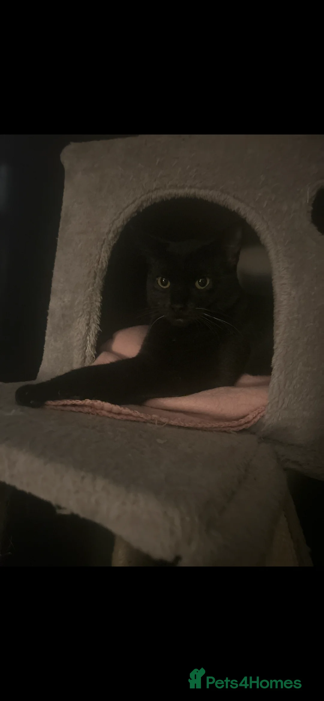 Mixed Breed cats for sale: Female cat  - Advert 1