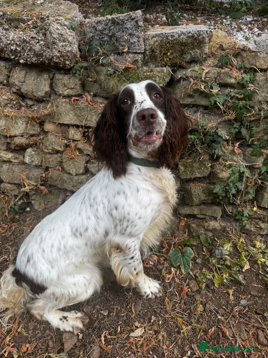 English Springer Spaniel dogs for sale: Working springer spaniel  - Advert 2