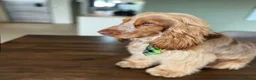 Cocker Spaniel dogs for sale: KC Registered Show cocker spaniel  - Advert 3