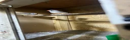 Finches birds for sale: 16 zebra finch - Advert 7