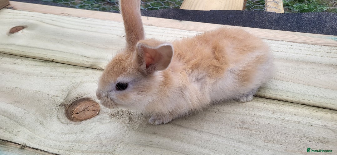 Continental Giant rabbits for sale: Continental giant kits  - Image 5