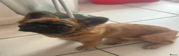 French Bulldog dogs for sale: Fluffy French Bulldog  - Advert 1