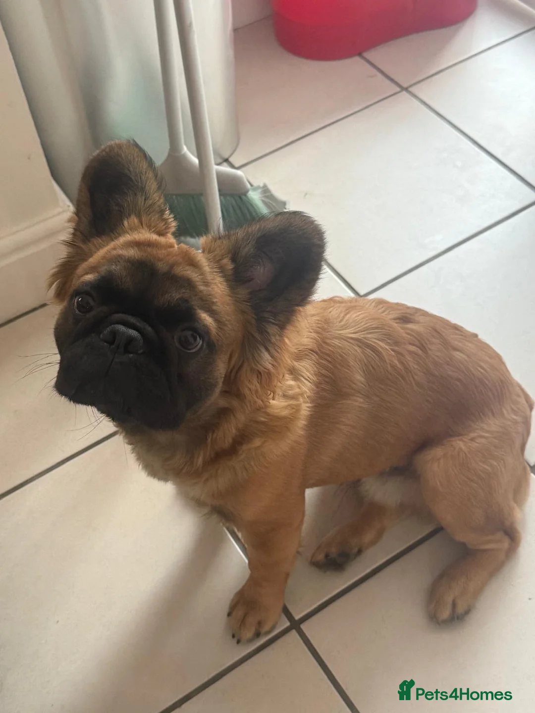 French Bulldog dogs for sale: Fluffy French Bulldog  - Advert 1