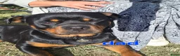 Mixed Breed dogs for sale: Beautiful F1B Rottweiler Puppies - Advert 15