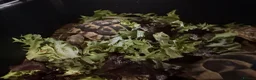 Tortoise reptiles for sale: Hermann tortoises  - Advert 3