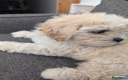 Shih Tzu dogs for sale: Beautiful Golden shih-tzu puppy - Image 15
