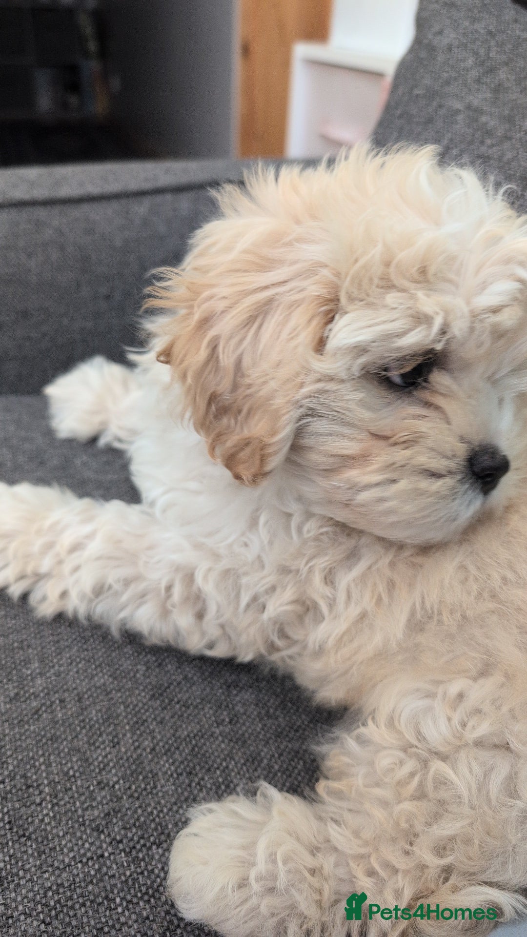 Shih Tzu dogs for sale: Beautiful Golden shih-tzu puppy - Image 15