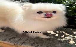 Pomeranian dogs for sale: Korean–Russian Exclusive Teddy Bear Pomeranian ✨🐻 - Advert 20