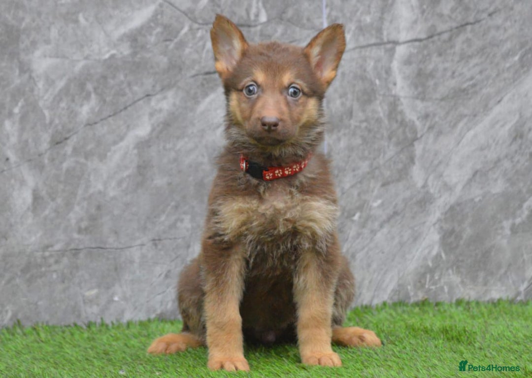 German Shepherd dogs for sale: KC Registered Working Line German Shepherd Puppies - Advert 20